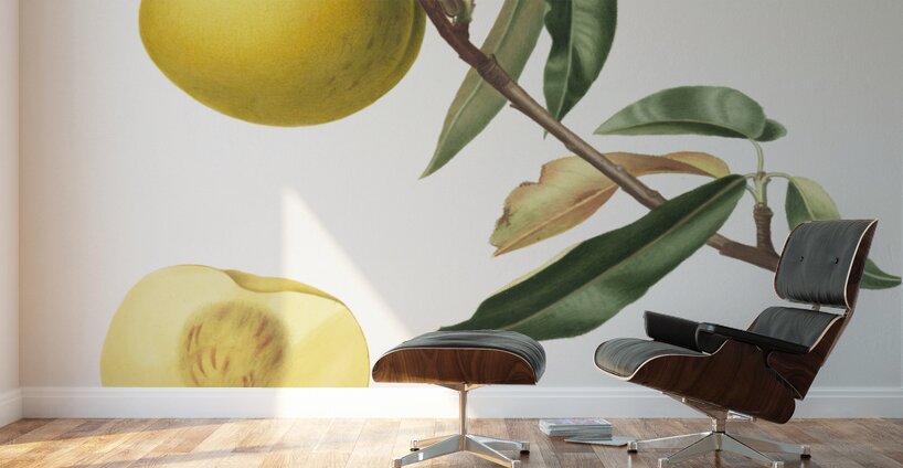 Peach Prunus persica from Pomona Italiana 1817 - 1839 by Giorgio Gallesio 1772-1839.  Wall Murals