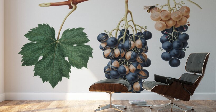 Summer grape Vites vinifera bicolor from Pomona Italiana 1817 - 1839 by Giorgio Gallesio 1772-1839.  Wall Murals