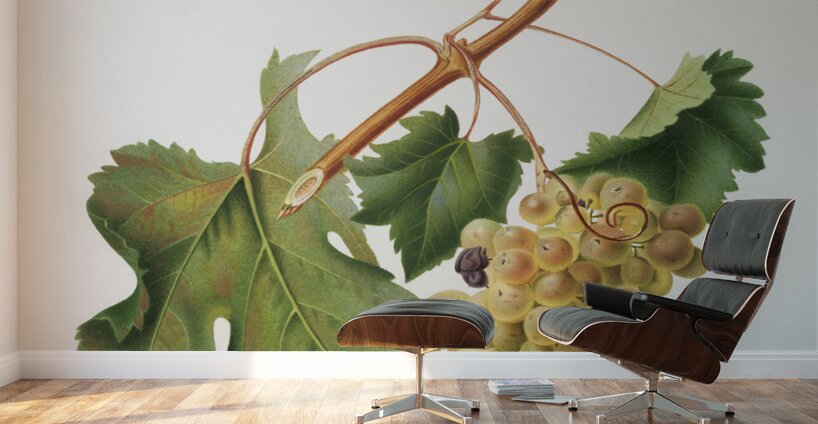 Vermentino grapes Vitis ligustica feracissima from Pomona Italiana 1817 - 1839 by Giorgio Gallesio 1772-1839.  Wall Murals