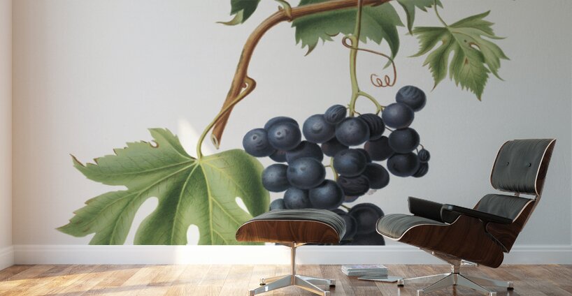 Brachetto grape Vitis vinifera niceaensis from Pomona Italiana 1817 - 1839 by Giorgio Gallesio 1772-1839.  Wall Murals