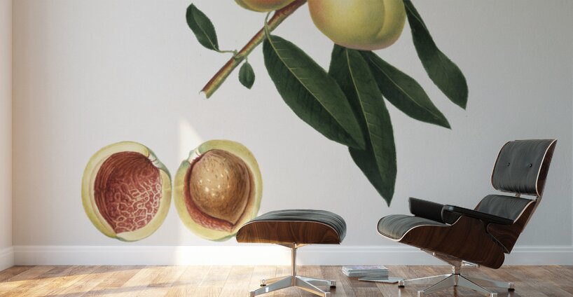 Peach Persica amygdalus from Pomona Italiana 1817 - 1839 by Giorgio Gallesio 1772-1839.  Wall Murals