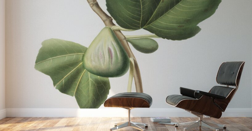 Fig Ficus carica bifera from Pomona Italiana 1817 - 1839 by Giorgio Gallesio 1772-1839.  Wall Murals