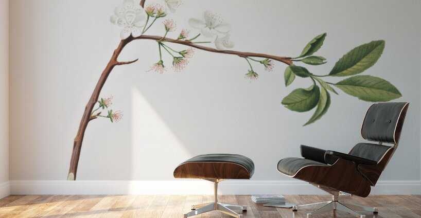 Flower of Plum Fiore di Susina Settembrina from Pomona Italiana 1817 - 1839 by Giorgio Gallesio 1772-1839.  Wall Murals