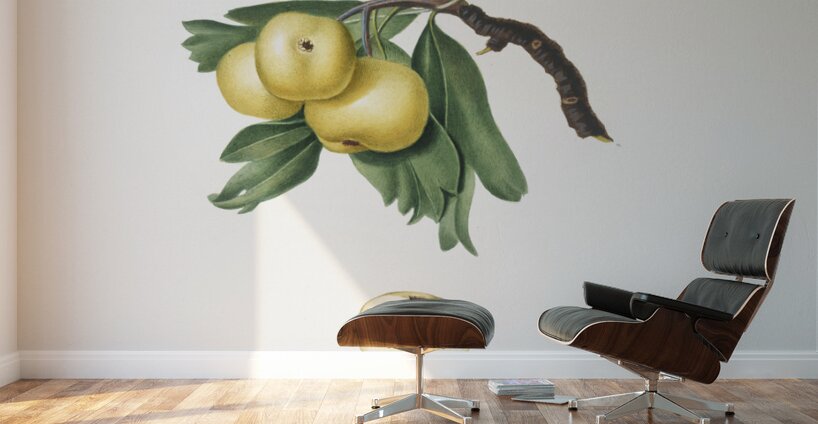 Hawthorn Crataegus poliossea sterilis from Pomona Italiana 1817 - 1839 by Giorgio Gallesio 1772-1839.  Wall Murals