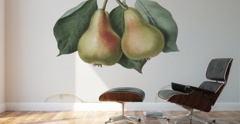 Pear Pyrus Perla from Pomona Italiana 1817 - 1839 by Giorgio Gallesio 1772-1839.  Wall Murals