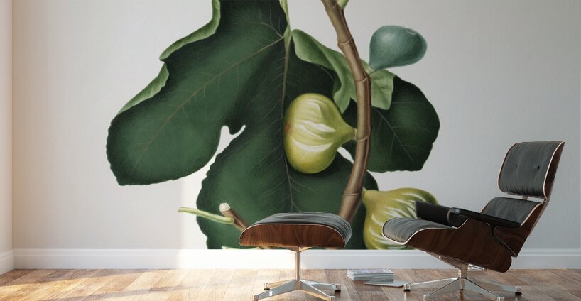 White-peel fig Ficus carica sativa from Pomona Italiana 1817 - 1839 by Giorgio Gallesio 1772-1839.  Wall Murals