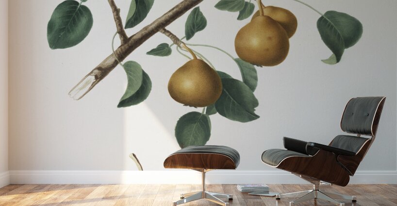 Seckel pear Pyrus × serrulata from Pomona Italiana 1817 - 1839 by Giorgio Gallesio 1772-1839.  Wall Murals
