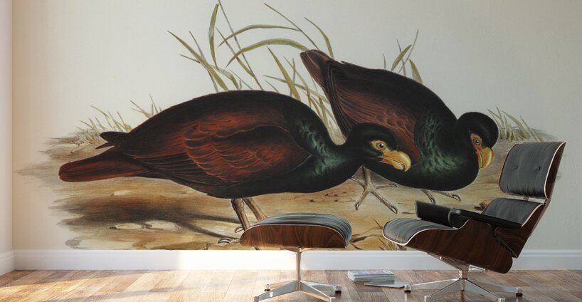 Gnathodon Gnathodon strigirostris illustrated by Elizabeth Gould 1804–1841 for John Gould’s 1804-1881 Birds of Australia  Wall Murals