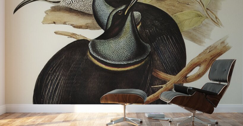 Magnificent Rifle-bird Ptiloris magnifica illustrated by Elizabeth Gould 1804–1841 for John Gould’s 1804-1881 Birds of Australia  Wall Murals