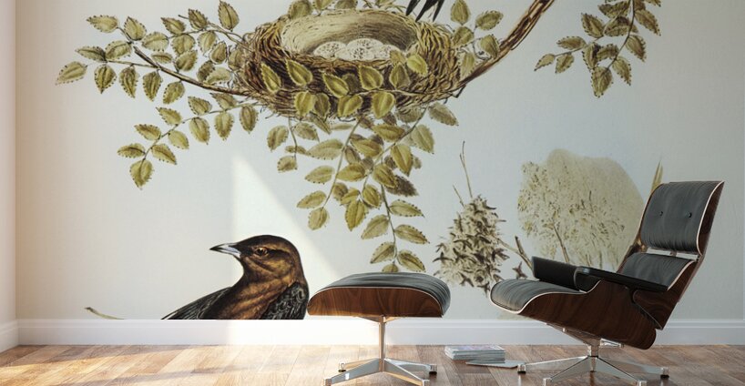 Wood Swallow Artamus sordid illustrated by Elizabeth Gould 1804–1841 for John Gould’s 1804-1881 Birds of Australia  Wall Murals