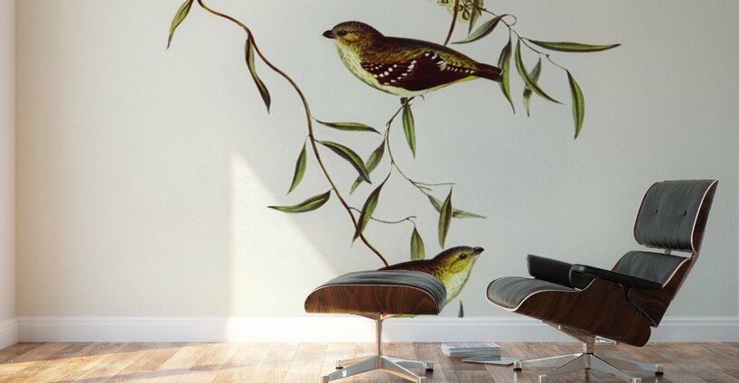 Forty-spotted Pardalote Pardalotus quadragintus illustrated by Elizabeth Gould 1804–1841 for John Gould’s 1804-1881 Birds of Australia  Wall Murals