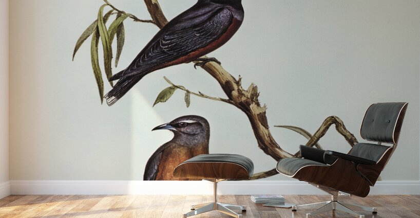 White-eyebrowed Wood Swallow Artamus supercilious illustrated by Elizabeth Gould 1804–1841 for John Gould’s 1804-1881 Birds of Australia  Wall Murals