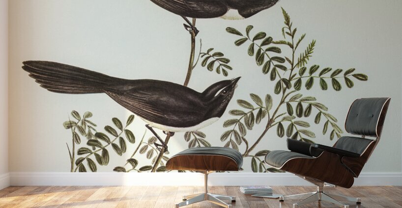 Black Fantailed Flycatcher Rhipidura Motacilloides illustrated by Elizabeth Gould 1804–1841 for John Gould’s 1804-1881 Birds of Australia  Wall Murals