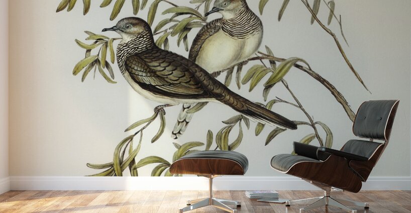 Peaceful Ground Dove Geopelia tranquilla illustrated by Elizabeth Gould 1804–1841 for John Gould’s 1804-1881 Birds of Australia  Wall Murals