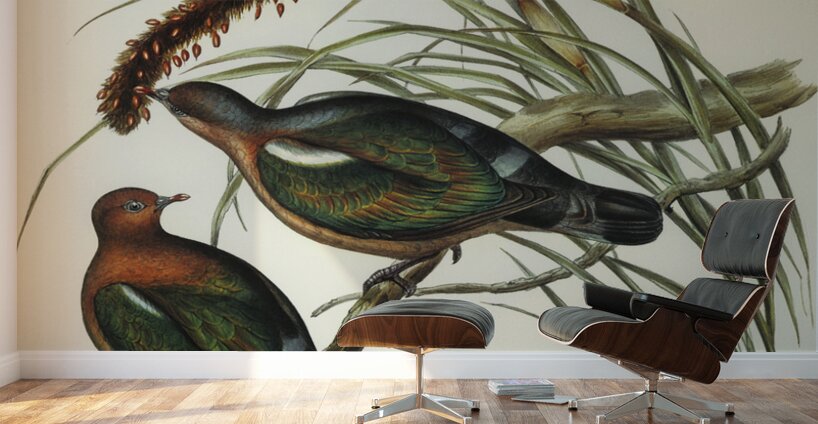 Swainson’s Graucalus Graucalus Swainsonii illustrated by Elizabeth Gould 1804–1841 for John Gould’s 1804-1881 Birds of Australia  Wall Murals