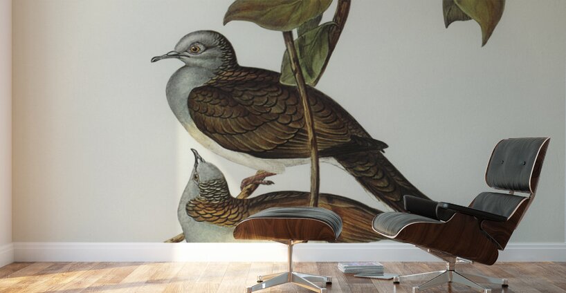 Barred-shouldered Ground Dove Geopelia humeralis illustrated by Elizabeth Gould 1804–1841 for John Gould’s 1804-1881 Birds of Australia  Wall Murals