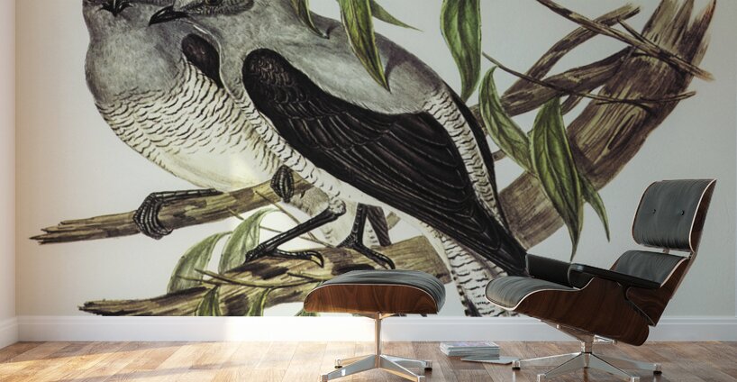 Ground Graucalus Pteropodocys Phasianella illustrated by Elizabeth Gould 1804–1841 for John Gould’s 1804-1881 Birds of Australia  Wall Murals