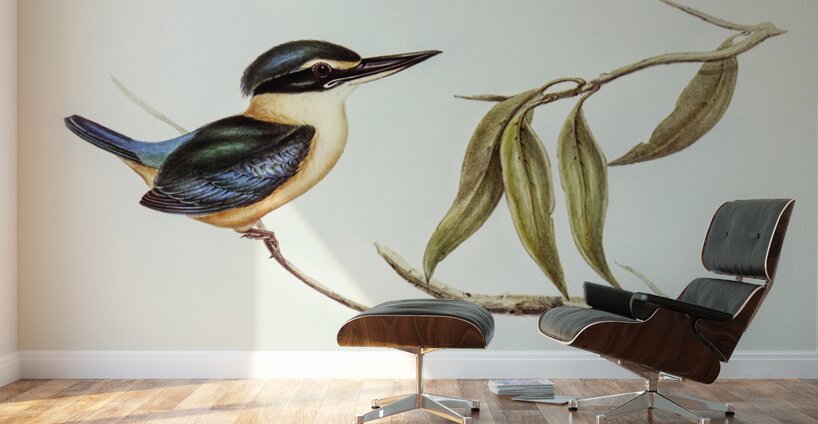 Sacred Halcyon Halcyon sanctus illustrated by Elizabeth Gould 1804–1841 for John Gould’s 1804-1881 Birds of Australia  Wall Murals