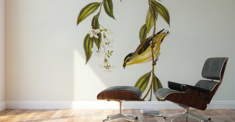 Striated Pardalote Pardalotus striatus illustrated by Elizabeth Gould 1804–1841 for John Gould’s 1804-1881 Birds of Australia  Wall Murals