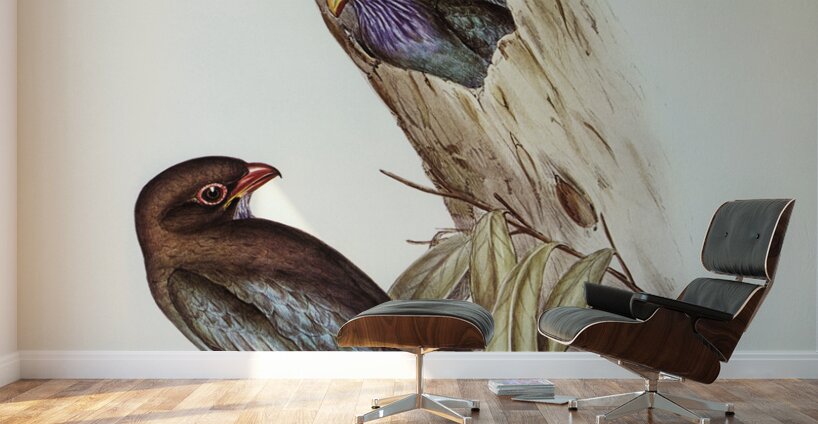 Australian Roller Eurystomus Australis illustrated by Elizabeth Gould 1804–1841 for John Gould’s 1804-1881 Birds of Australia  Wall Murals