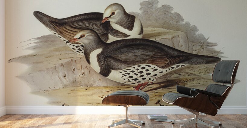 Wonga-wonga Pigeon Leucosarcia picata illustrated by Elizabeth Gould 1804–1841 for John Gould’s 1804-1881 Birds of Australia  Wall Murals