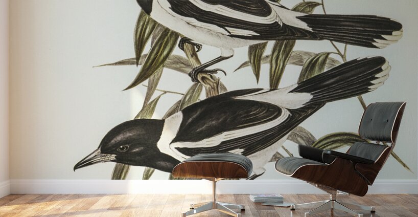 Pied Crow-Shrike Cracticus picatus illustrated by Elizabeth Gould 1804–1841 for John Gould’s 1804-1881 Birds of Australia  Wall Murals