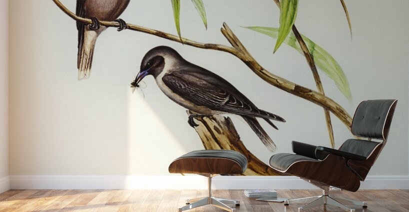 Masked Wood Swallow Artamus personates Gould illustrated by Elizabeth Gould 1804–1841 for John Gould’s 1804-1881 Birds of Australia  Wall Murals