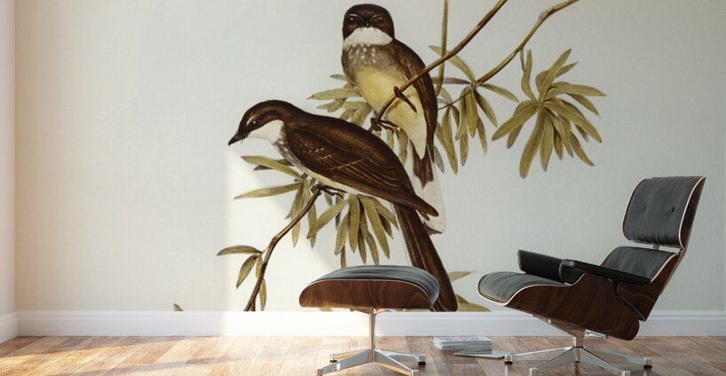 Northern Fantail Rhipidura isura illustrated by Elizabeth Gould 1804–1841 for John Gould’s 1804-1881 Birds of Australia  Wall Murals