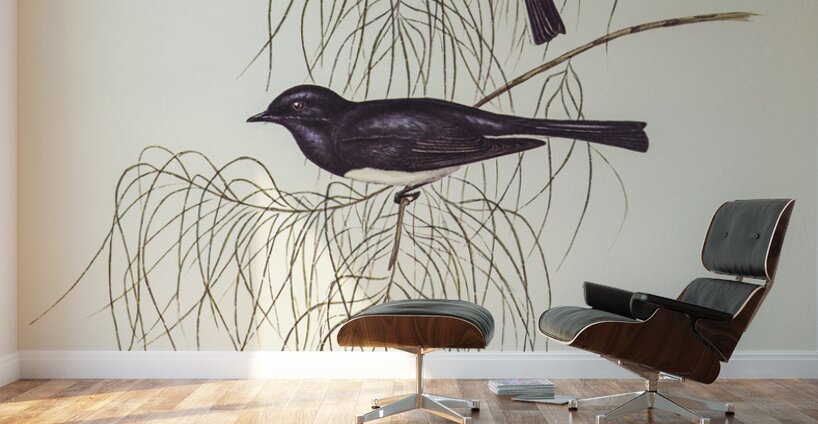 Shining Flycatcher Myiagra nitida illustrated by Elizabeth Gould 1804–1841 for John Gould’s 1804-1881 Birds of Australia  Wall Murals