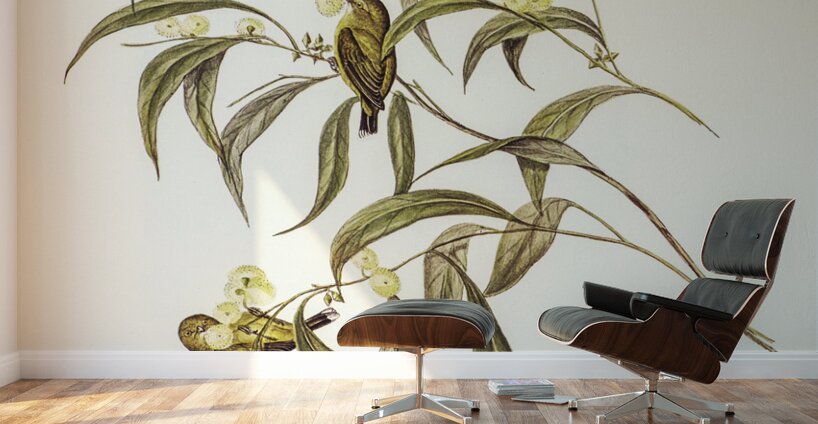 Yellow Weebill Smicrornis flavescens illustrated by Elizabeth Gould 1804–1841 for John Gould’s 1804-1881 Birds of Australia  Wall Murals