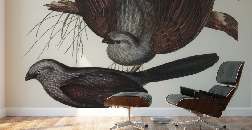 Grey Struthidea Struthidea cinerea illustrated by Elizabeth Gould 1804–1841 for John Gould’s 1804-1881 Birds of Australia  Wall Murals