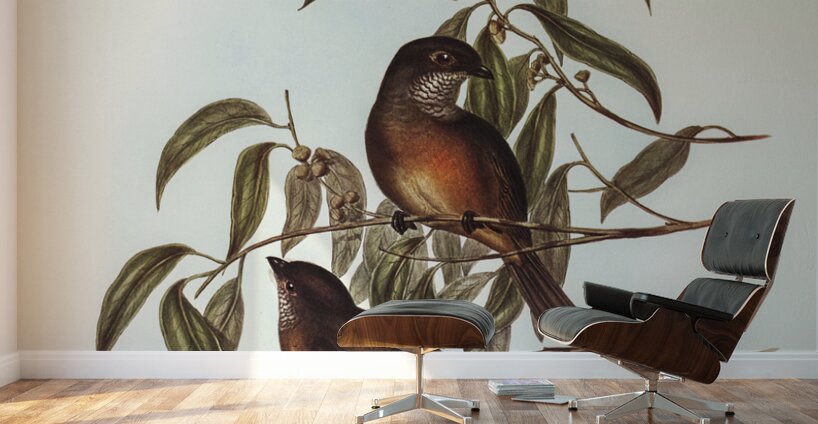 Olivaceous Pachycephala Pachycephala olivacea Vig&Horsf illustrated by Elizabeth Gould 1804–1841 for John Gould’s 1804-1881 Birds of Australia  Wall Murals