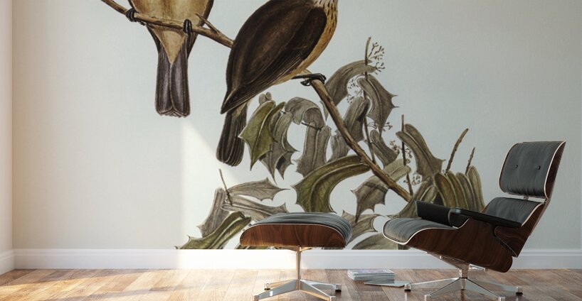 Little Colluricincla Colluricincla parvula illustrated by Elizabeth Gould 1804–1841 for John Gould’s 1804-1881 Birds of Australia  Wall Murals