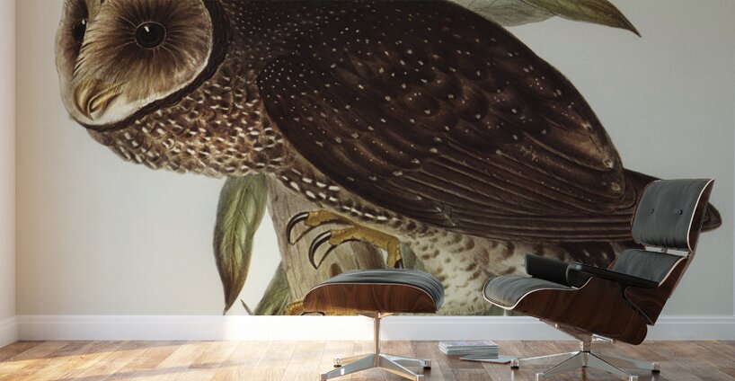 Sooty Owl Strix tenebricosus Gould illustrated by Elizabeth Gould 1804–1841 for John Gould’s 1804-1881 Birds of Australia  Wall Murals