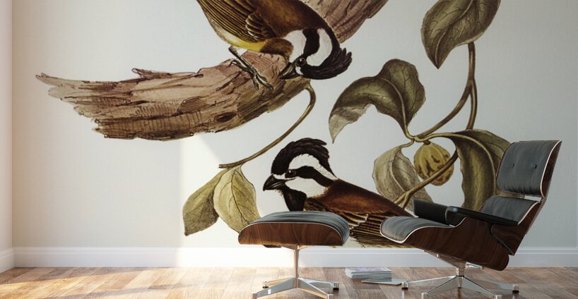 White-bellied Shrike-Tit Falcunculus leucogaster illustrated by Elizabeth Gould 1804–1841 for John Gould’s 1804-1881 Birds of Australia  Wall Murals