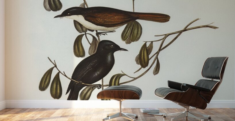 Grey-tailed Pachycephala Pachycephala glaucura illustrated by Elizabeth Gould 1804–1841 for John Gould’s 1804-1881 Birds of Australia  Wall Murals