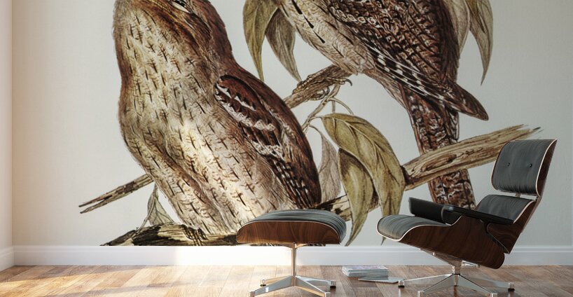 Podargus Phalaenoides and Moth-plumaged Podargus Gould Iillustrated by Elizabeth Gould 1804–1841 for John Gould’s 1804-1881 Birds of Australia  Wall Murals