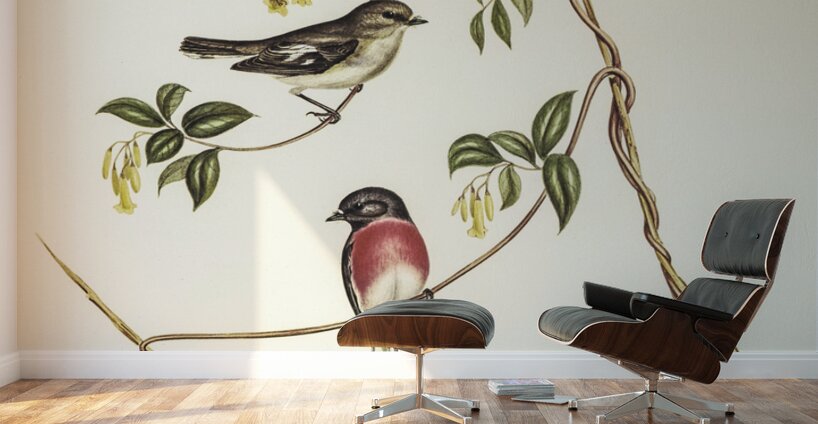 Rose-breasted Wood-robin Erythrodryas rosea illustrated by Elizabeth Gould 1804–1841 for John Gould’s 1804-1881 Birds of Australia  Wall Murals