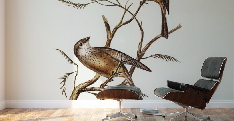 Banded Thickhead Pachycephala pectoralis illustrated by Elizabeth Gould 1804–1841 for John Gould’s 1804-1881 Birds of Australia  Wall Murals