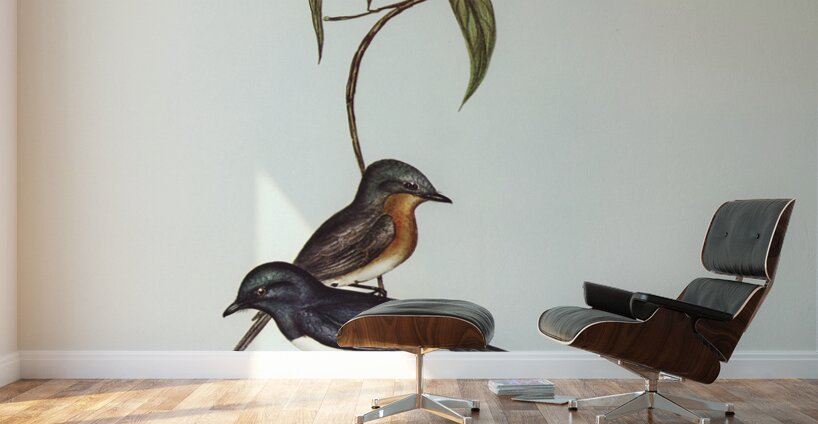 Plumbeous Flycatcher Myiagra plumbea illustrated by Elizabeth Gould 1804–1841 for John Gould’s 1804-1881 Birds of Australia  Wall Murals