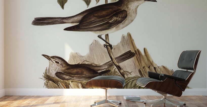 Harmonious Colluricincla Colluricincla harmonica illustrated by Elizabeth Gould 1804–1841 for John Gould’s 1804-1881 Birds of Australia  Wall Murals