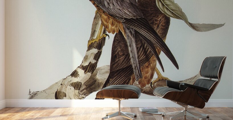 Falcon illustrated by Elizabeth Gould 1804–1841 for John Gould’s 1804-1881 Birds of Australia  Wall Murals
