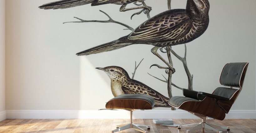 Black-breasted Songlark Cincloramphus cantillans illustrated by Elizabeth Gould 1804–1841 for John Gould’s 1804-1881 Birds of Australia  Wall Murals