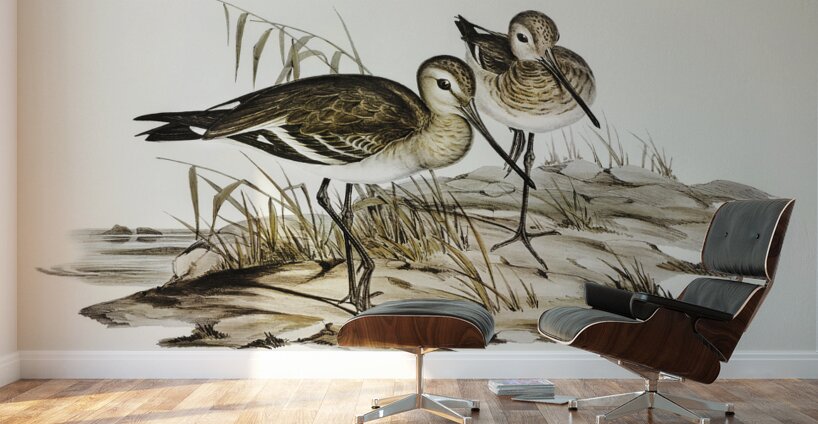 Black-tailed Godwit Limosa Melanuroides illustrated by Elizabeth Gould 1804–1841 for John Gould’s 1804-1881 Birds of Australia  Wall Murals