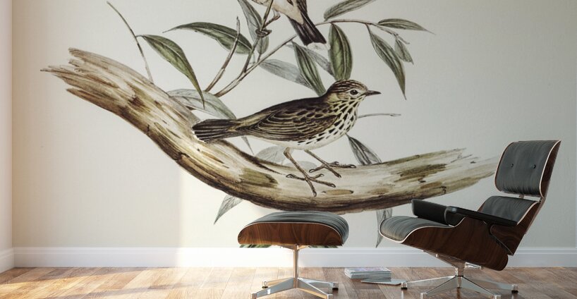 Little chthonicola chthonicola minima illustrated by Elizabeth Gould 1804–1841 for John Gould’s 1804-1881 Birds of Australia  Wall Murals