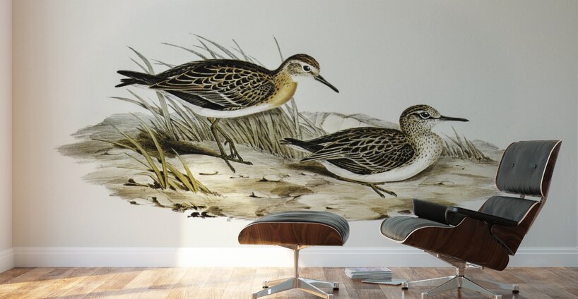 Australian Tringa Schoeniclus Australis illustrated by Elizabeth Gould 1804–1841 for John Gould’s 1804-1881 Birds of Australia  Wall Murals