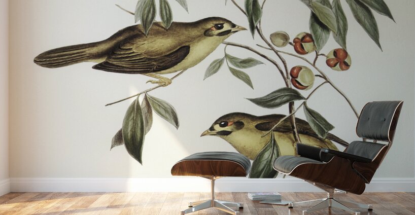 Australian Bell Bird Myzantha melanophrys illustrated by Elizabeth Gould 1804–1841 for John Gould’s 1804-1881 Birds of Australia  Wall Murals