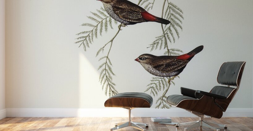 Fire-tailed Finch illustrated by Elizabeth Gould 1804–1841 for John Gould’s 1804-1881 Birds of Australia  Wall Murals