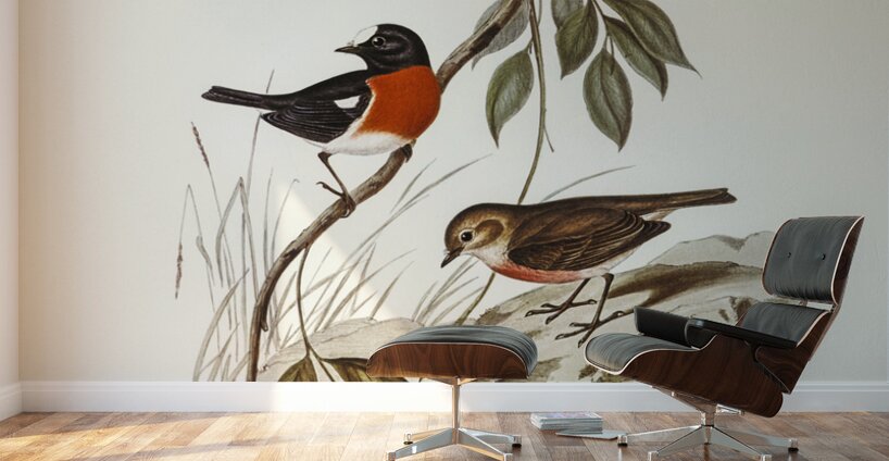 Norfolk Island Robin Petroica erythrogastra illustrated by Elizabeth Gould 1804–1841 for John Gould’s 1804-1881 Birds of Australia  Wall Murals