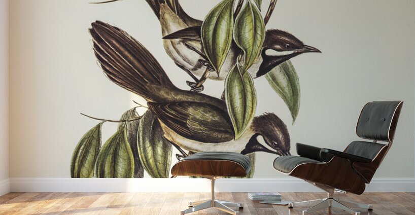 Black-throated Psophodes Psophodes nigrogularis illustrated by Elizabeth Gould 1804–1841 for John Gould’s 1804-1881 Birds of Australia  Wall Murals